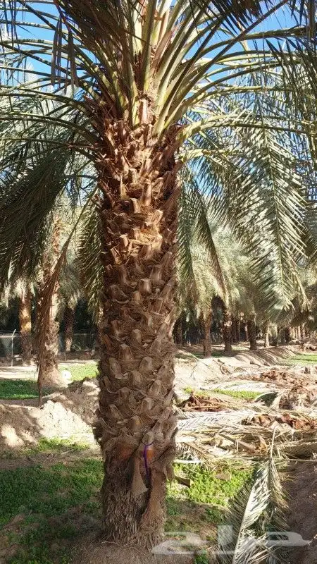 نخيل عربي وشنطن وفروخ 0