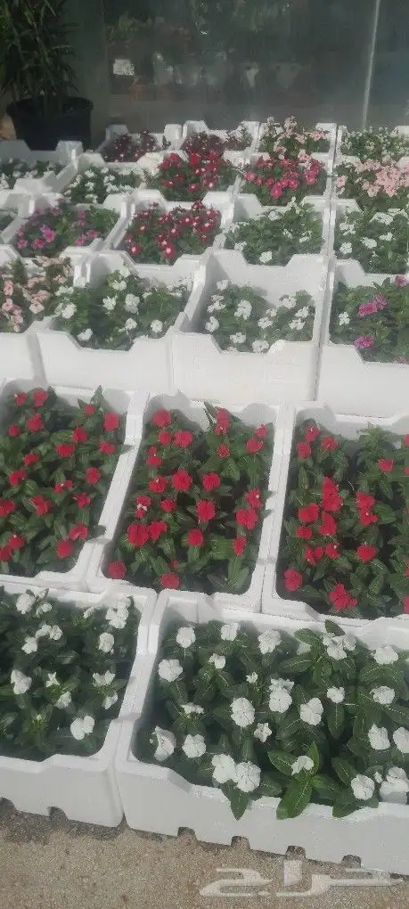 مشتل تنسيق حدائق 1
