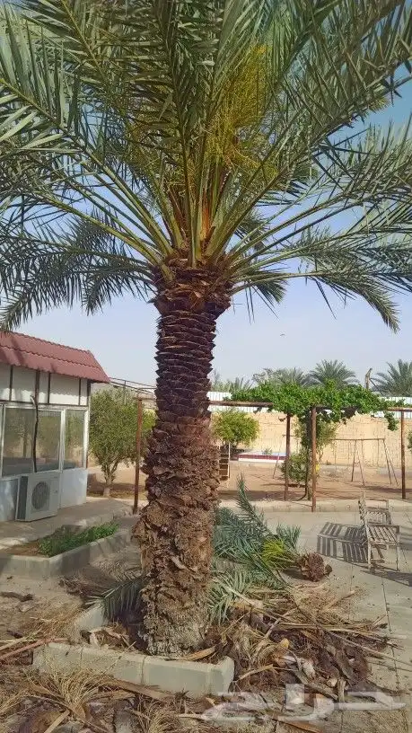 السلام عليكم ورحمة الله وبركاته نقوم بتقليم وتكريب وتنظيف ال 3