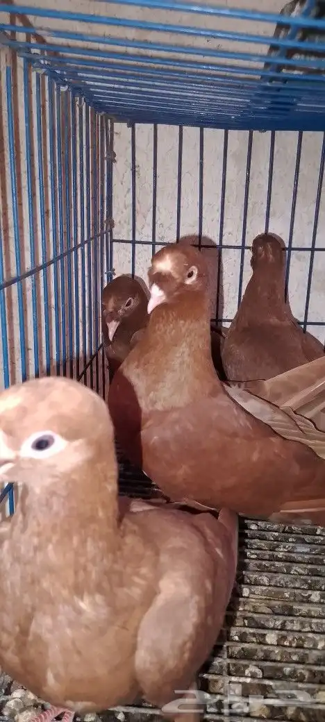خمس حبات عنابي تم البيع 1