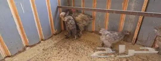 فروخ براهما هولندي 2