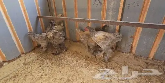 فروخ براهما هولندي 5