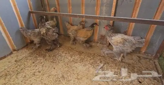 فروخ براهما هولندي 4
