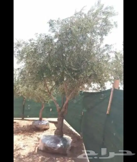 مشتل تنسيق حدائق 8