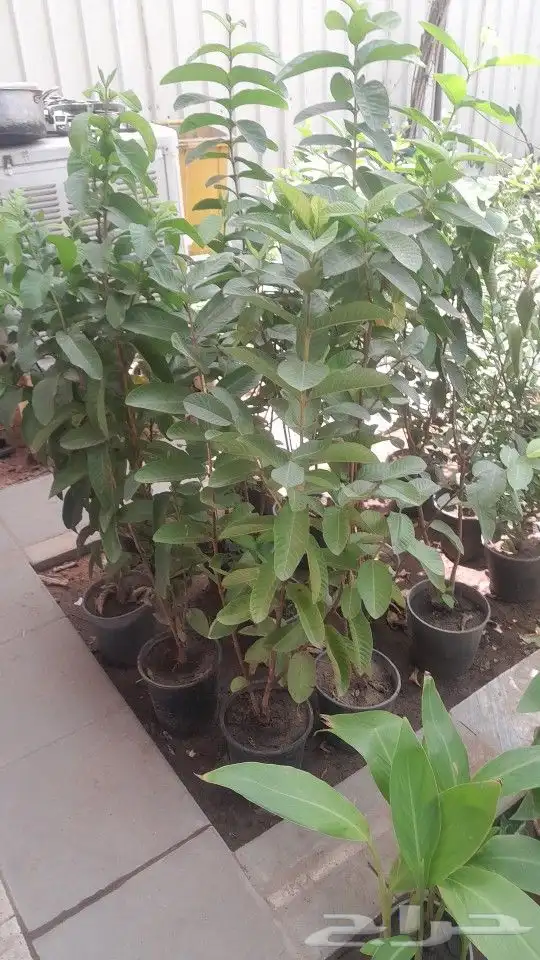 مشتل تنسيق حدائق 4