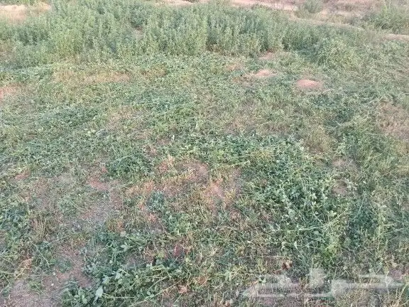حصاده بلوبنك وبرسبم 1