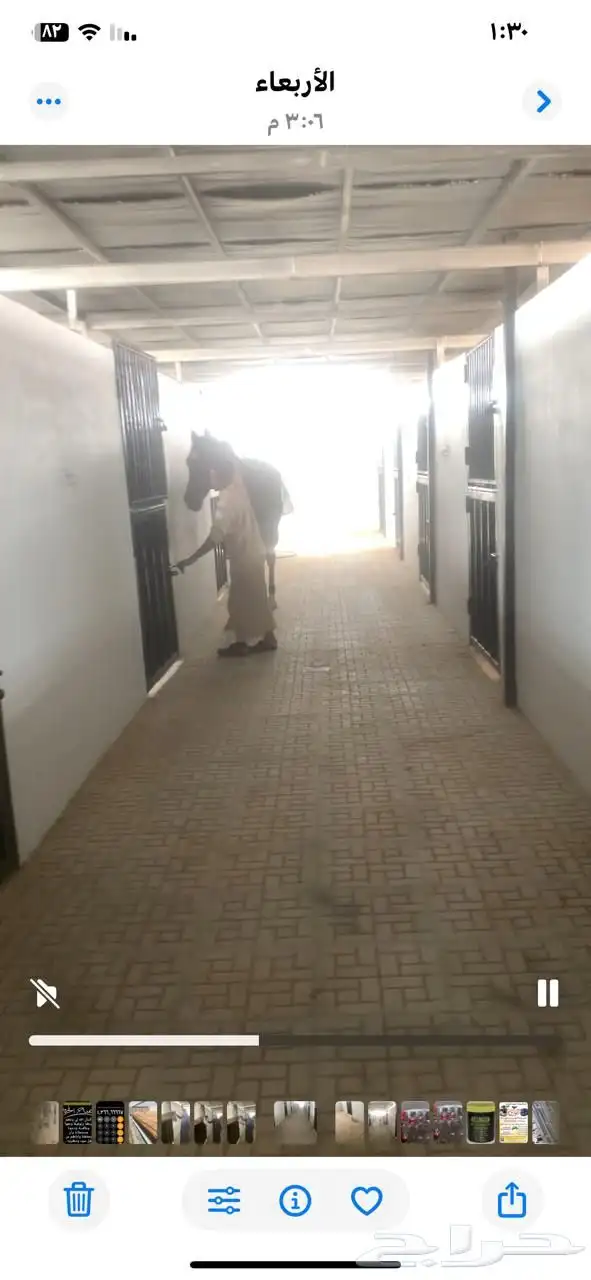 اسطبل الحيزا للخيل مفرق رماح بالقرب من محطة صحاري ايوا خيل 2