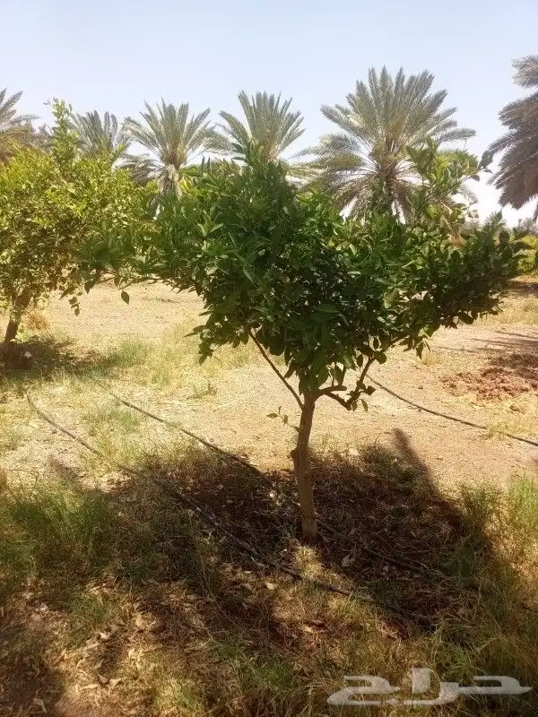 يوجد لدينا حمضيات يوسف فندي ليمون برتقال بو صره تين رمان عنب 0