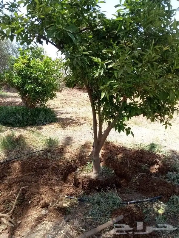يوجد لدينا حمضيات يوسف فندي ليمون برتقال بو صره تين رمان عنب 6