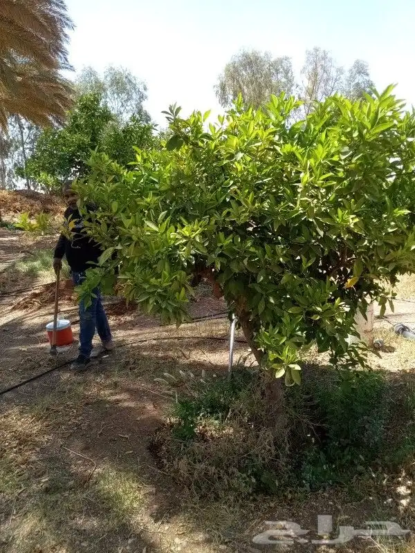 يوجد لدينا حمضيات يوسف فندي ليمون برتقال بو صره تين رمان عنب 5