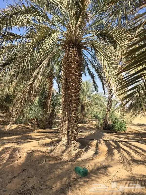 نخيل عربي وشنطن وفروخ 9
