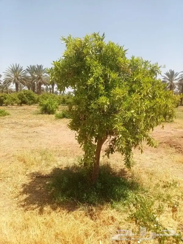 يوجد لدينا حمضيات يوسف فندي ليمون برتقال بو صره تين رمان عنب 1