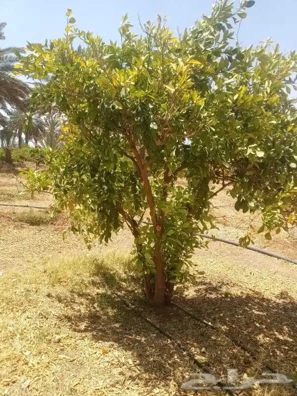 يوجد لدينا حمضيات يوسف فندي ليمون برتقال بو صره تين رمان عنب 8