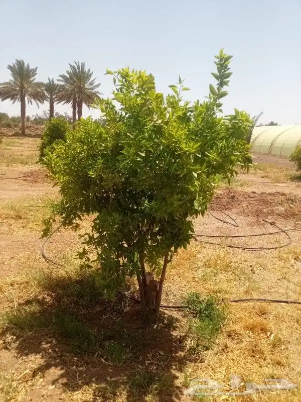 يوجد لدينا حمضيات يوسف فندي ليمون برتقال بو صره تين رمان عنب 4