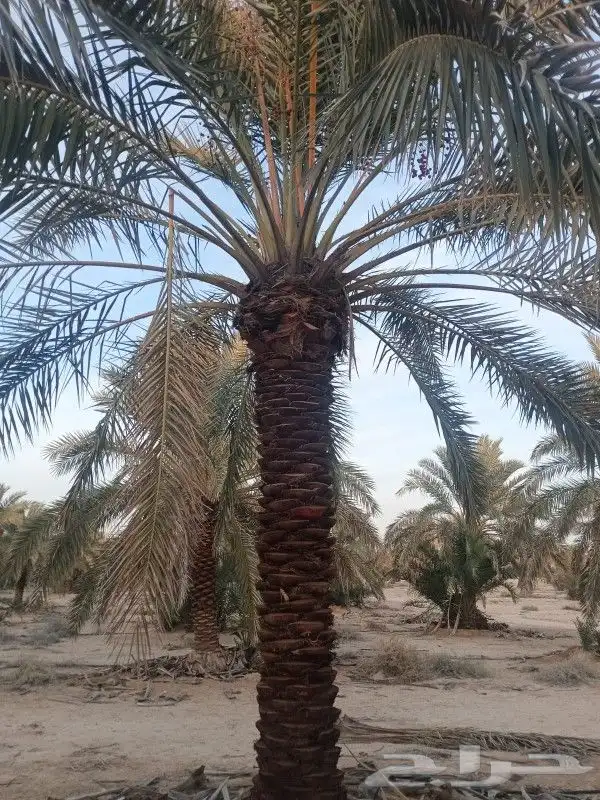 نخيل عربي وشنطن وفروخ 4