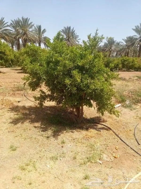 يوجد لدينا حمضيات يوسف فندي ليمون برتقال بو صره تين رمان عنب 9