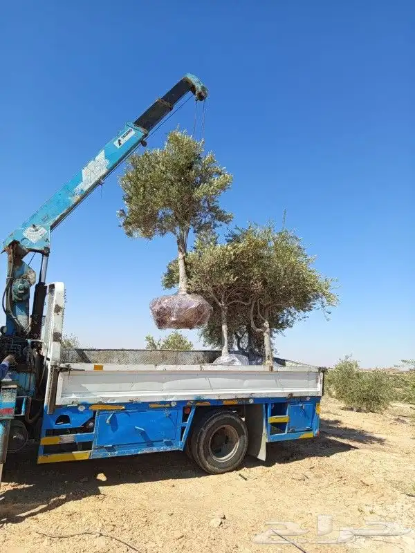 زيتون مكثف للبيع كميات للطلب تواصل معنا 1