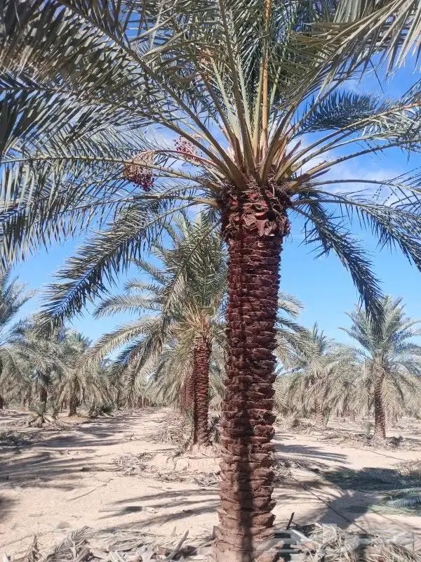 نخيل عربي وشنطن وفروخ 6