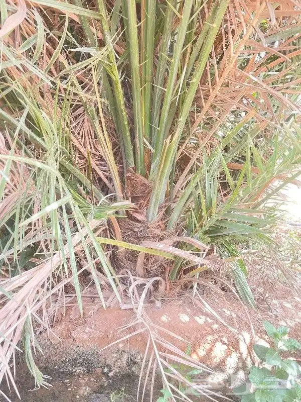 يوجد الدنيا جميع أنواع النخيل 3