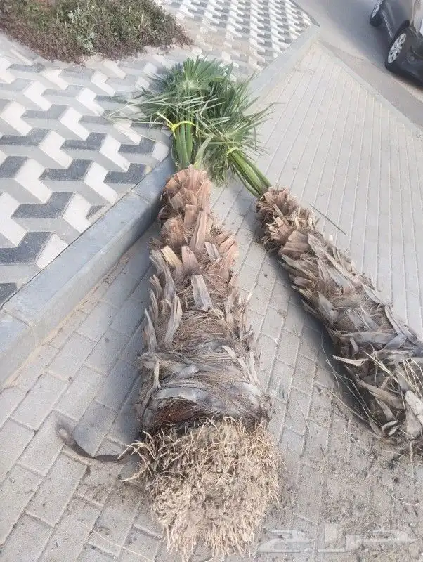 زراعه نخيل 6