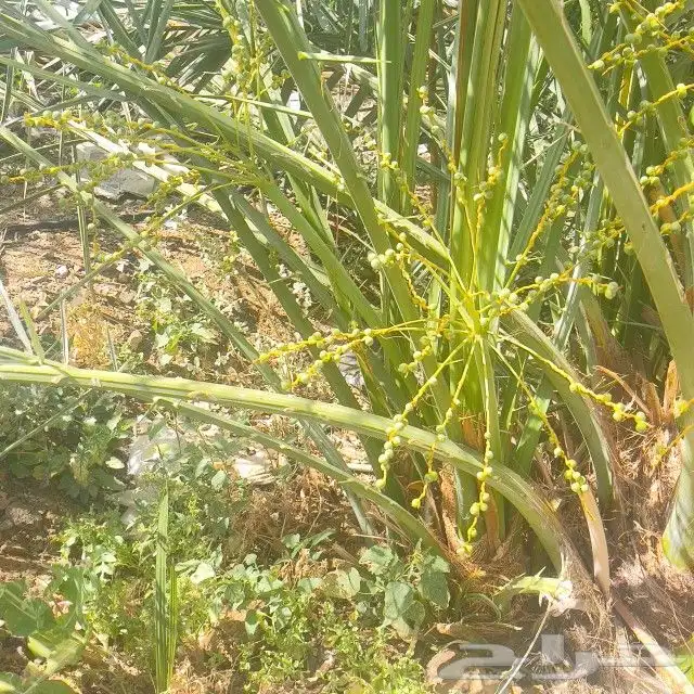 فسايل عجوه للبيع 6