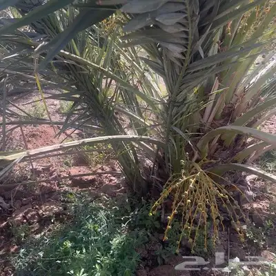 فسايل عجوه للبيع 5