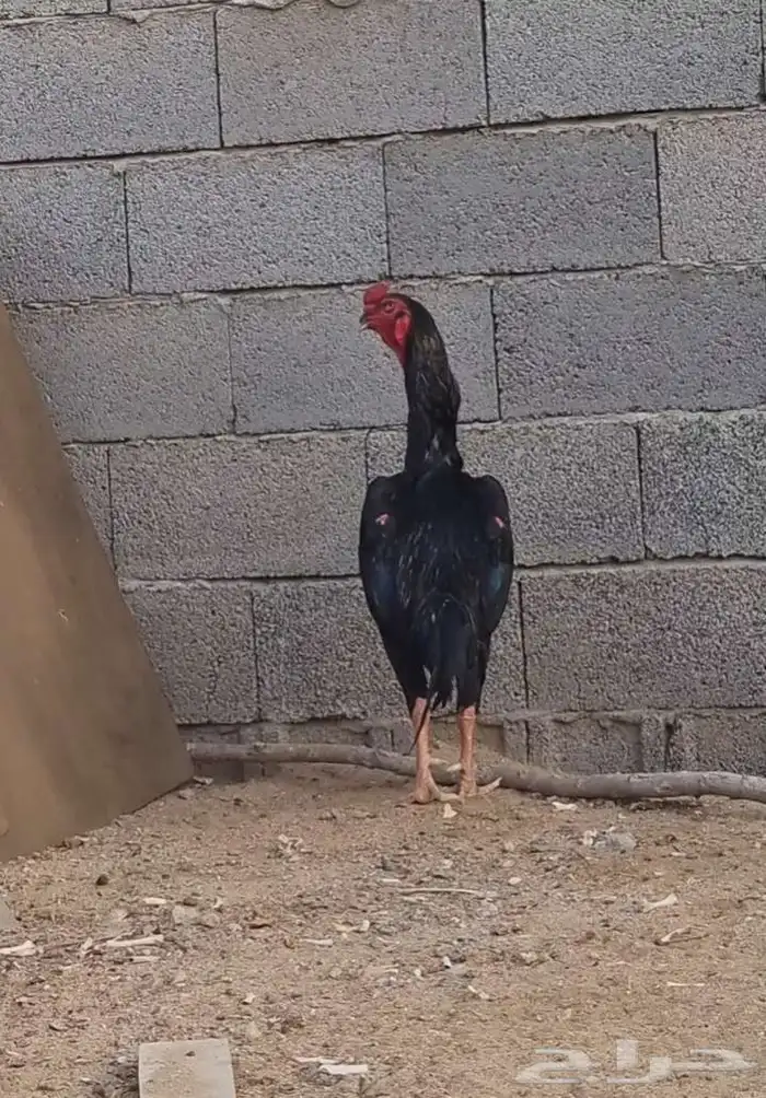 ديك شامو ألماني فاخر 1