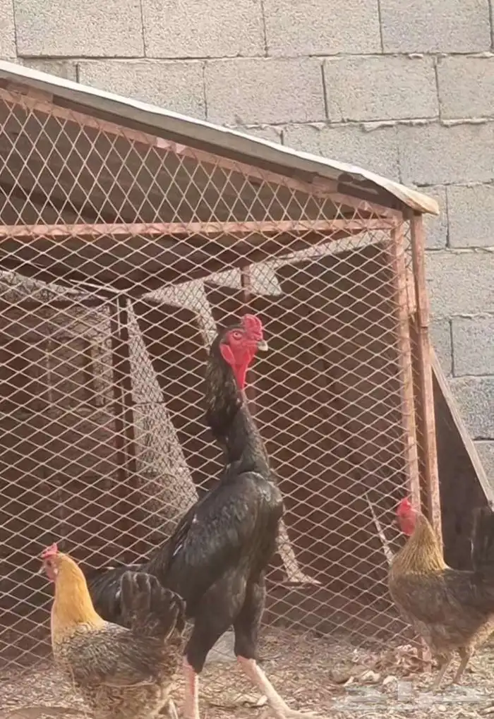 ديك شامو ألماني فاخر 0