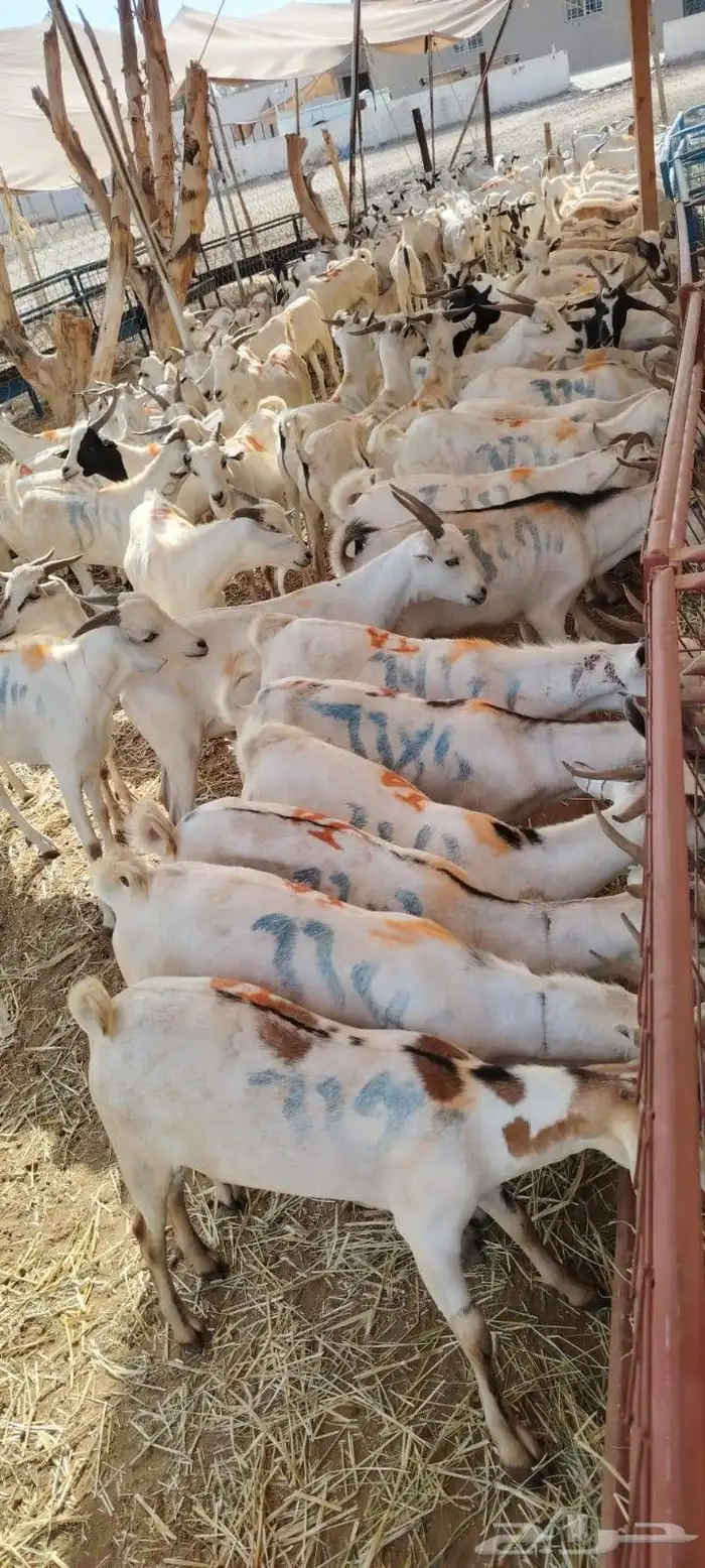 غنم تيوس صومالي 4