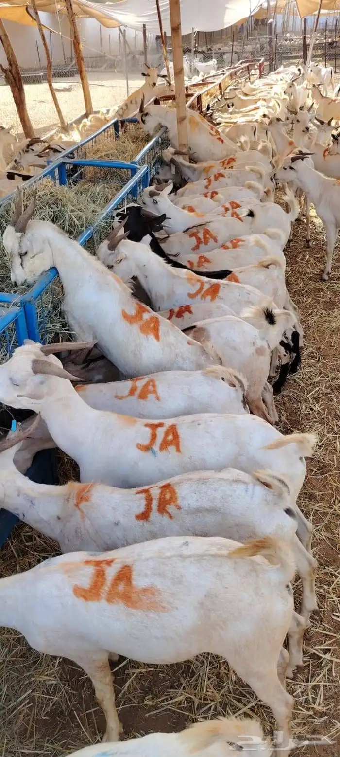 غنم تيوس صومالي 2