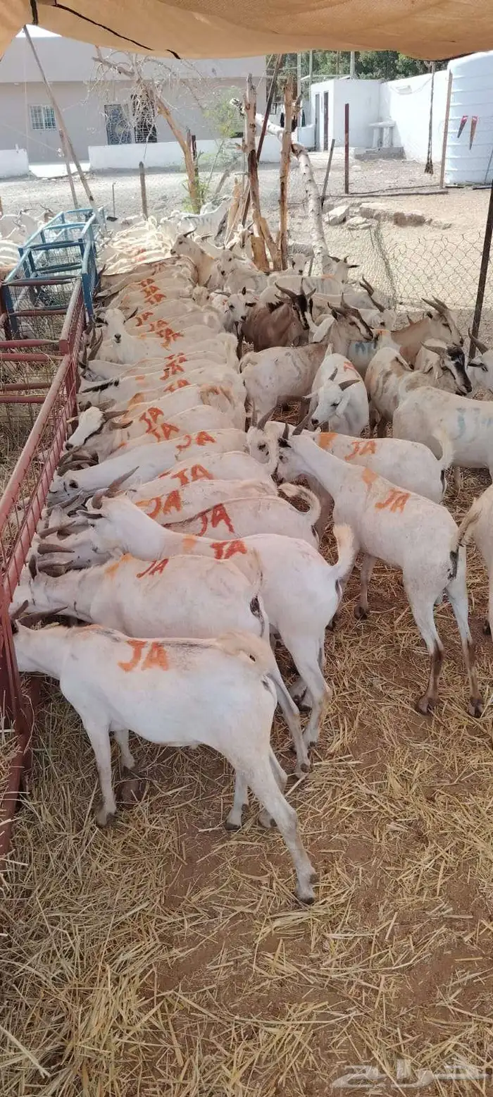 غنم تيوس صومالي 3