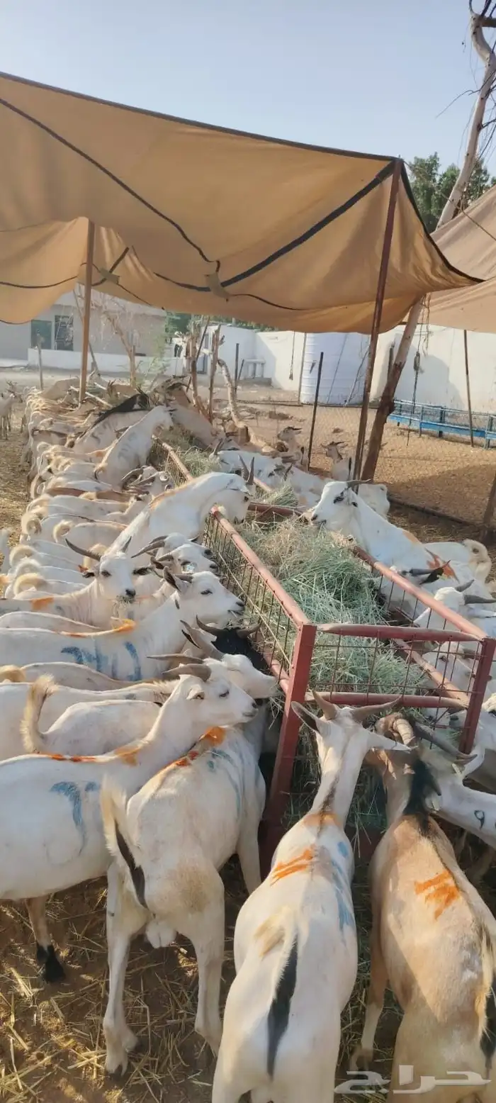 غنم تيوس صومالي 1