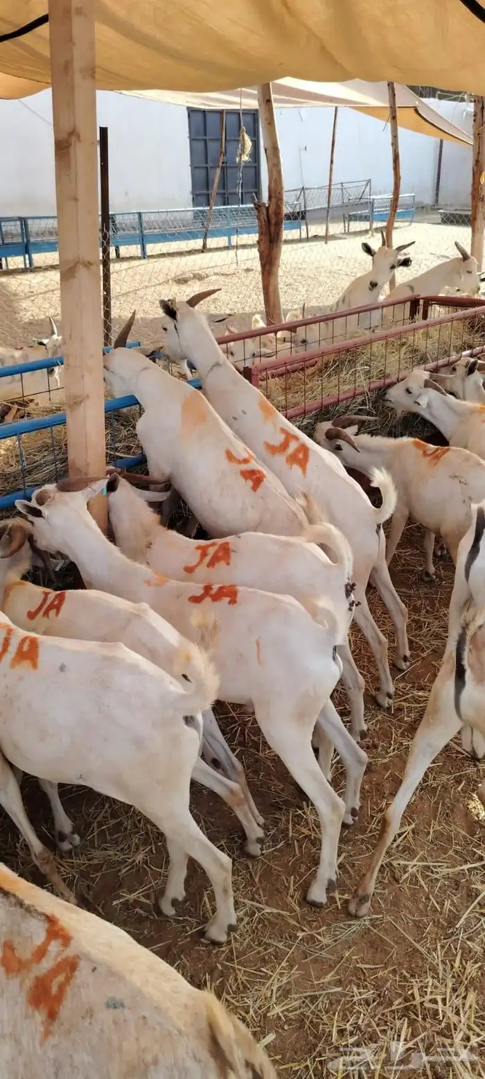 غنم تيوس صومالي 5