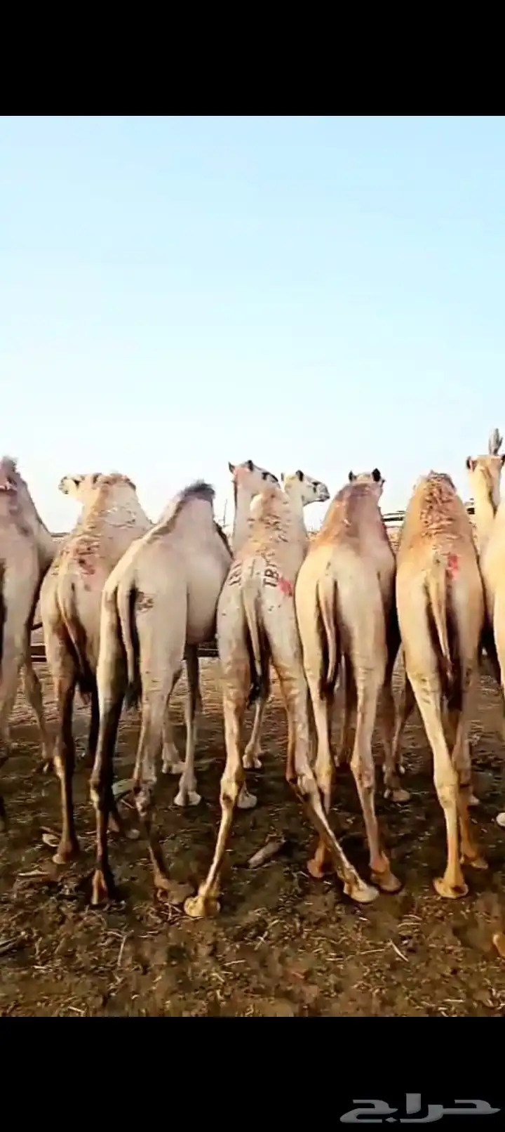 جمال بربري مرباء شحم 0