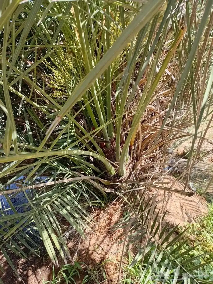 يوجد الدنيا جميع أنواع النخيل 0