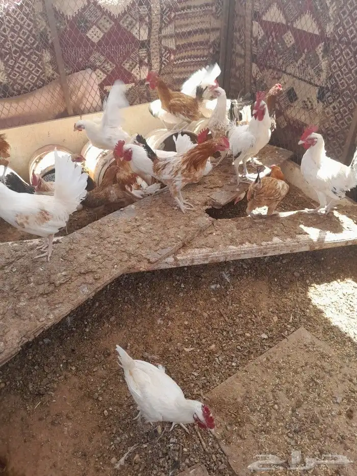 دجاج 0