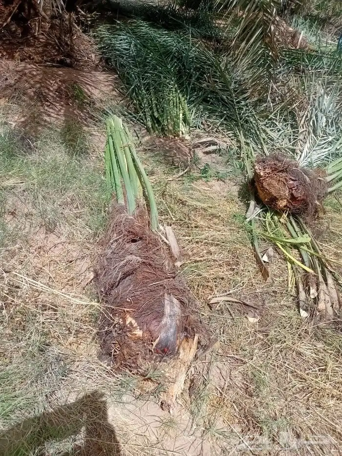 يوجد الدنيا جميع أنواع النخيل 6