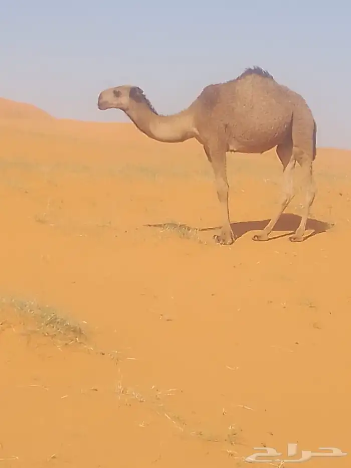 وعود للبيع في القصيم طليحه 1