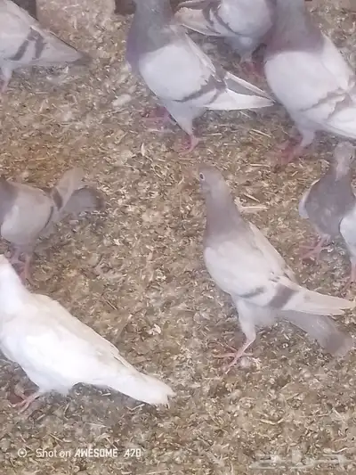 زغاليل حمام سلفر وفرنسي 3