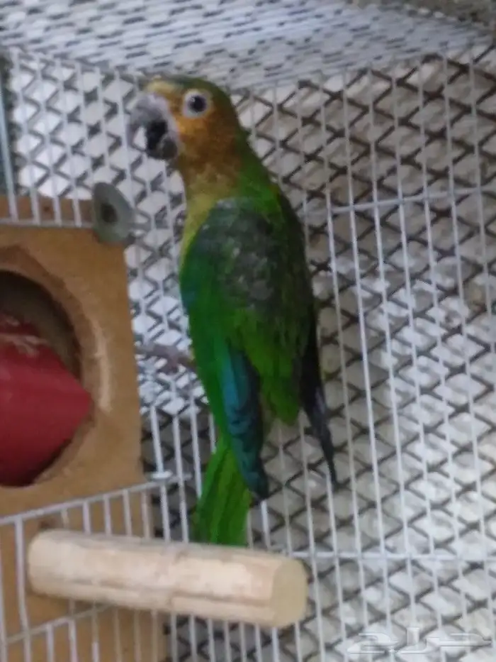 برون ثرونتد كنيور 2