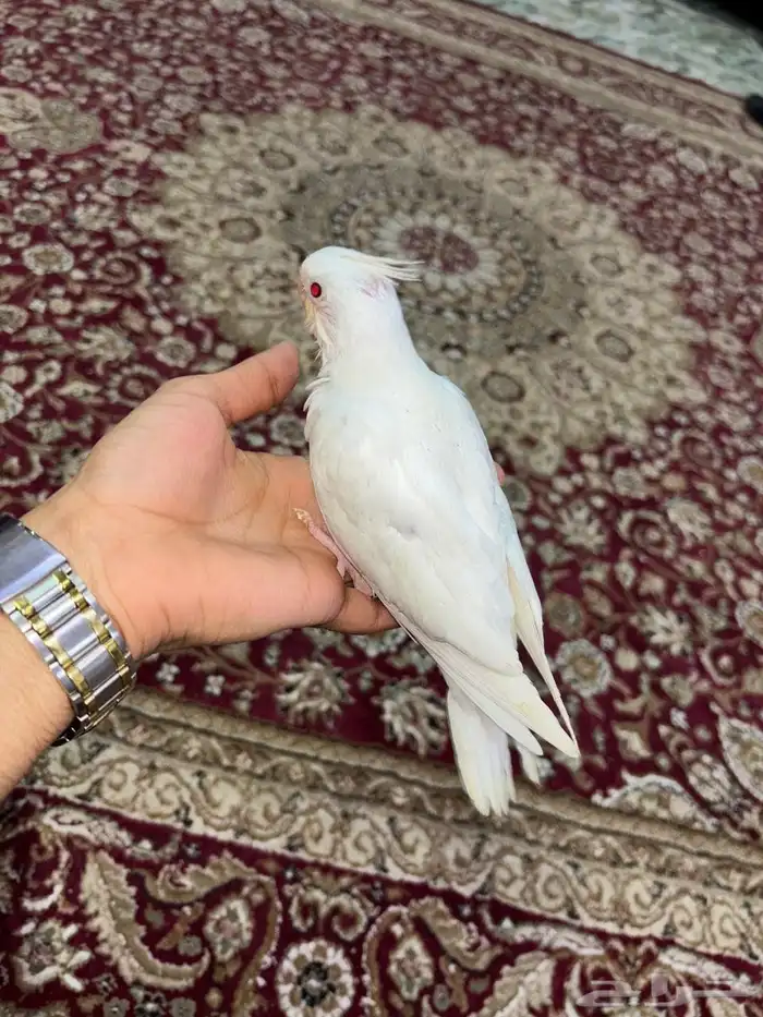 للبيع كروان البينو 1