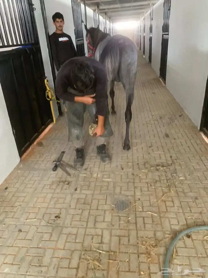 اسطبل الحيزا للخيل مفرق رماح بالقرب من محطة صحاري ايوا خيل 1