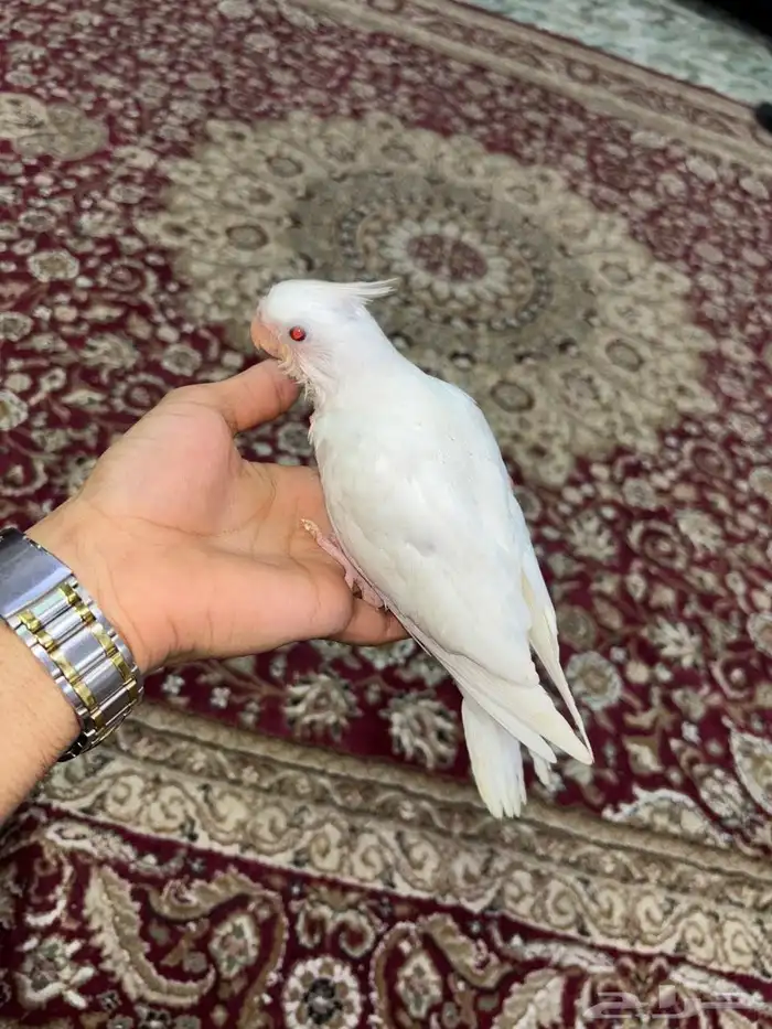 للبيع كروان البينو 0