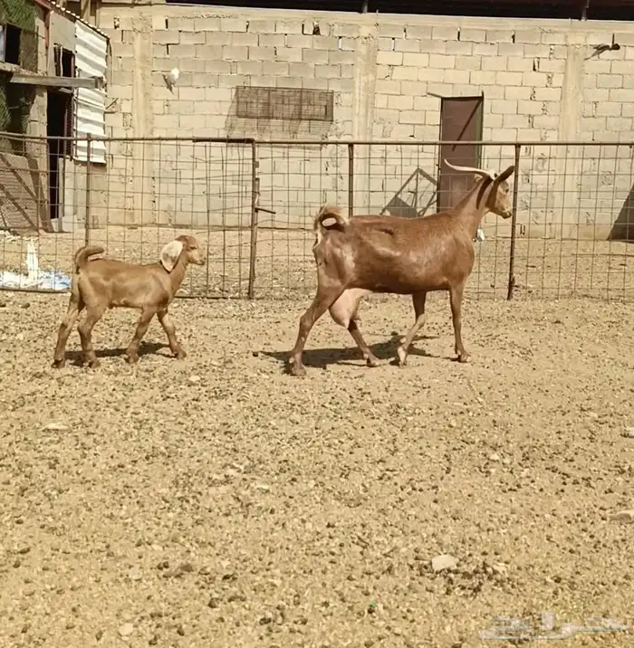 عنز جنوبيه والد معه تيس بعمر شهر روم وسلم حليب وافر 3
