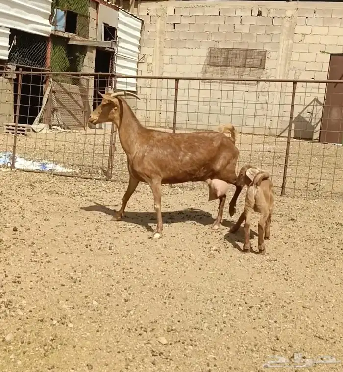 عنز جنوبيه والد معه تيس بعمر شهر روم وسلم حليب وافر 2