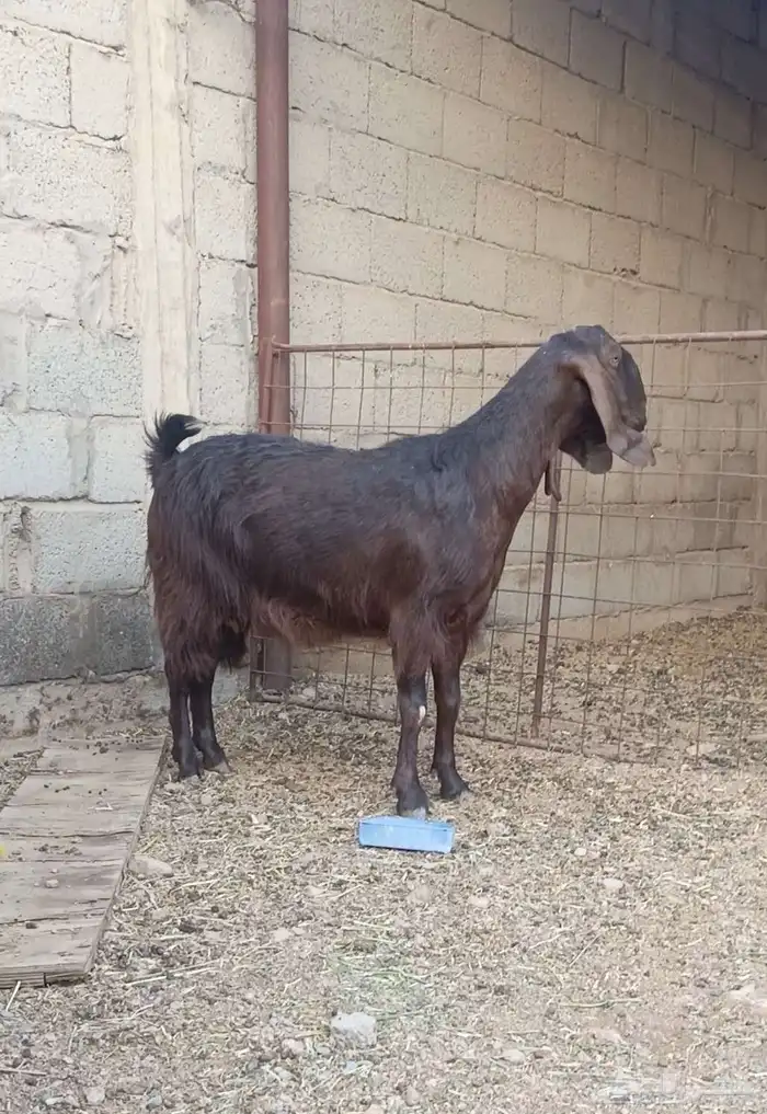 عنز مصريه طيب بالحيل جرم طيب وشبب وسلم سن وديد 1