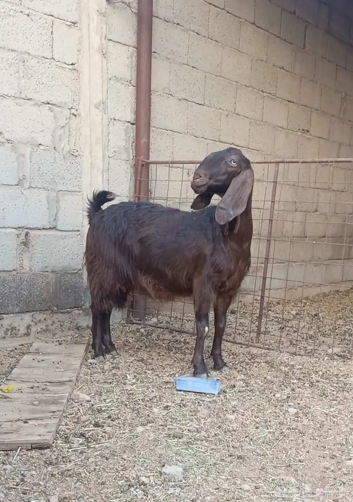 عنز مصريه طيب بالحيل جرم طيب وشبب وسلم سن وديد 2