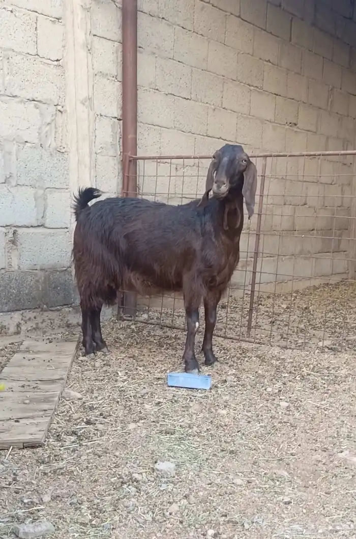عنز مصريه طيب بالحيل جرم طيب وشبب وسلم سن وديد 0