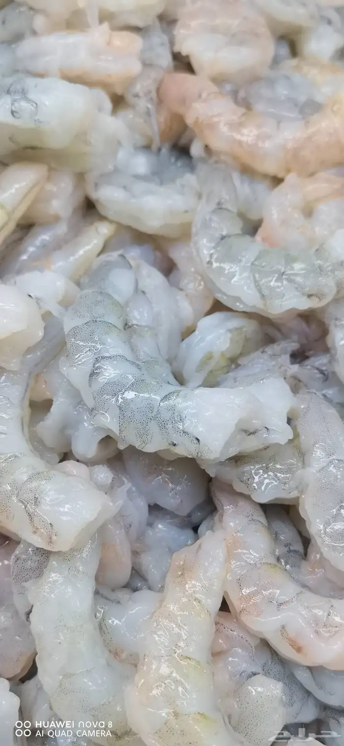 أسماك و ربيان طازجة بلدي يوميآ 3