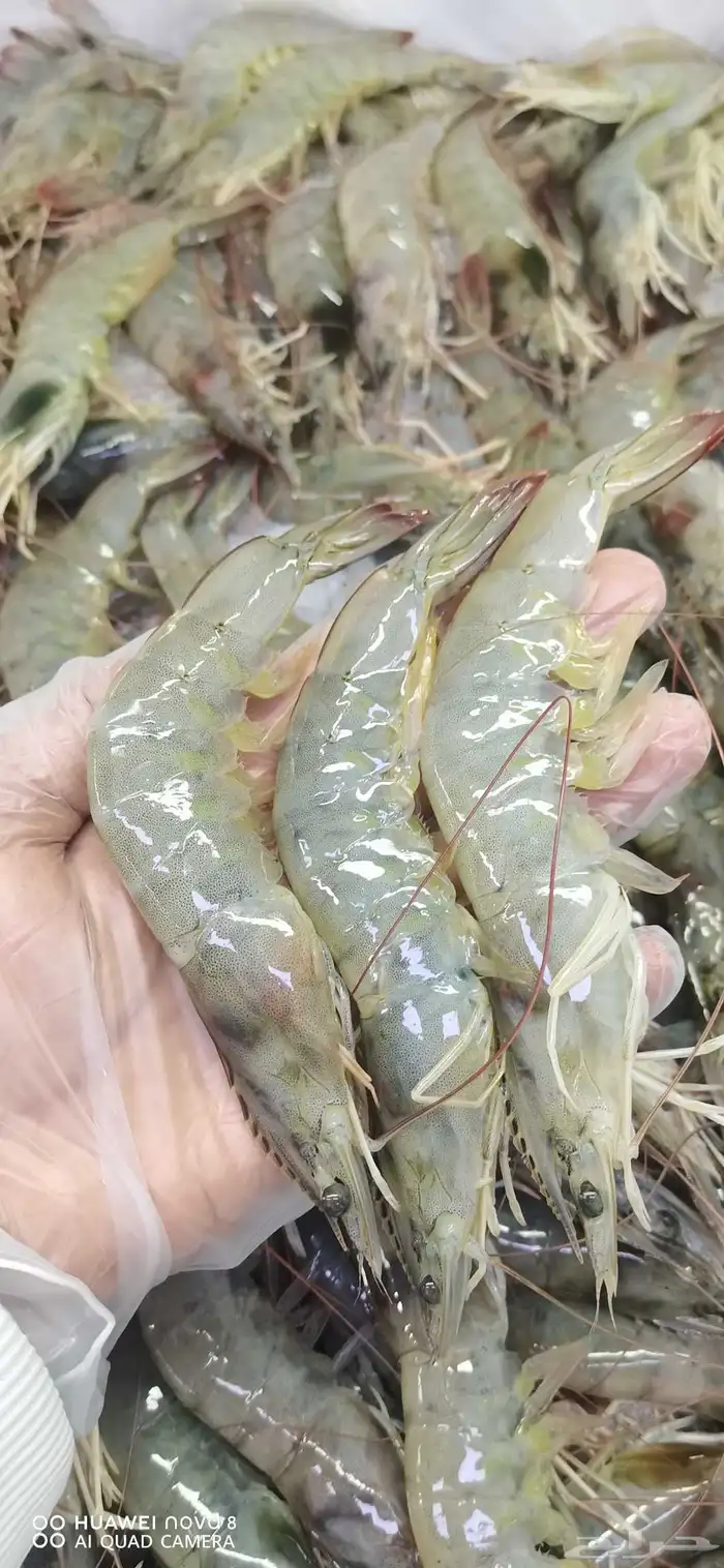 أسماك و ربيان طازجة بلدي يوميآ 5